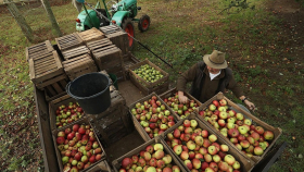 Российских яблок в ближайшие два-три года станет меньше